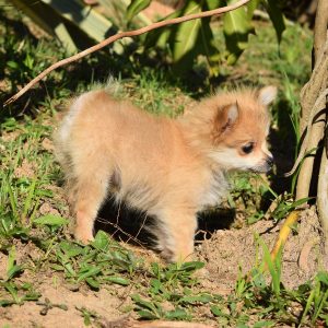 mini pomeranian